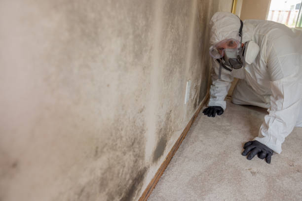 Best Mold Prevention Services  in Whitewright, TX